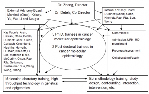 Administrative Structure of the UCLA Cancer Molecular Epidemiology Training Program